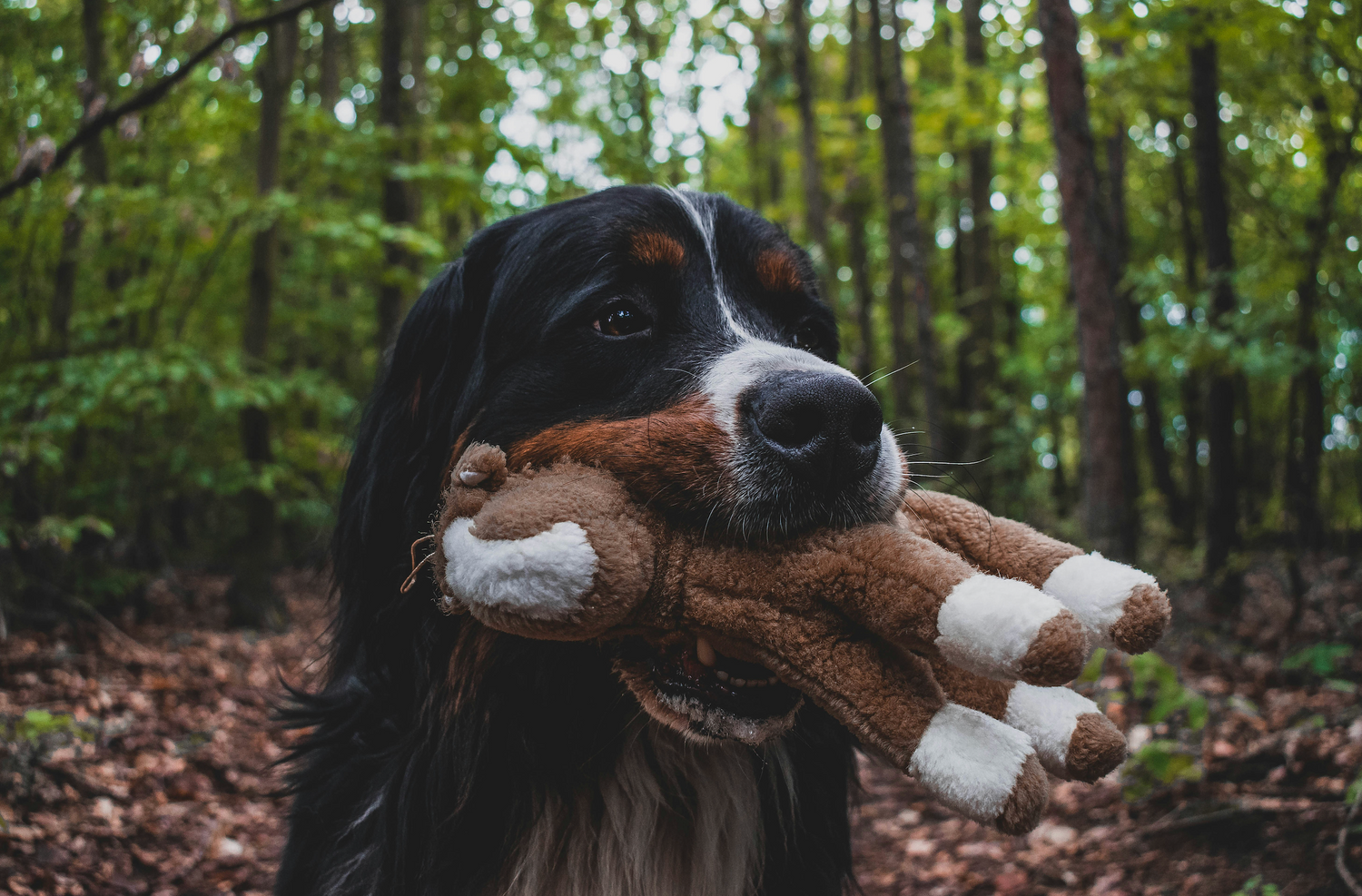 Hydrolyzed protein dog food: what it is and better alternatives for dogs with allergies