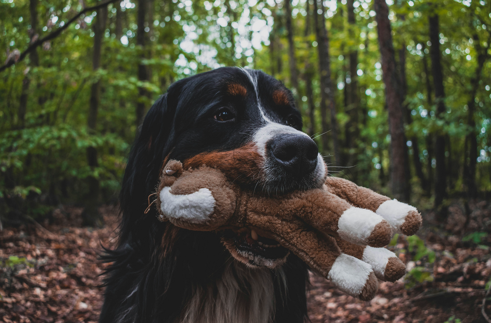 Hydrolyzed protein dog food: what it is and better alternatives for dogs with allergies