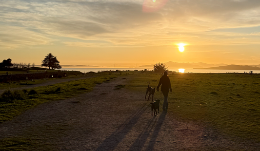 Jiminy’s named one of the Top Sustainable Dog Food Brands