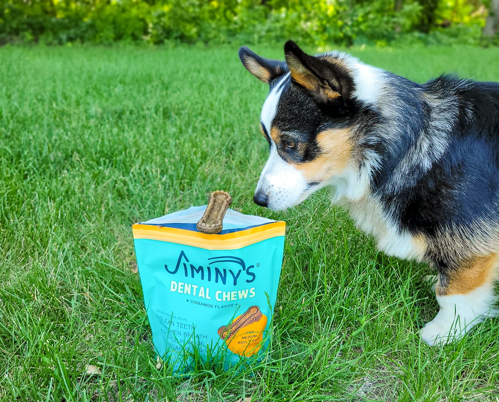Why your dog’s breath smells bad — and what you can do about it