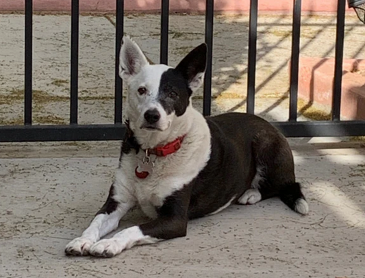can insect protein replace apoquel for dog allergies?