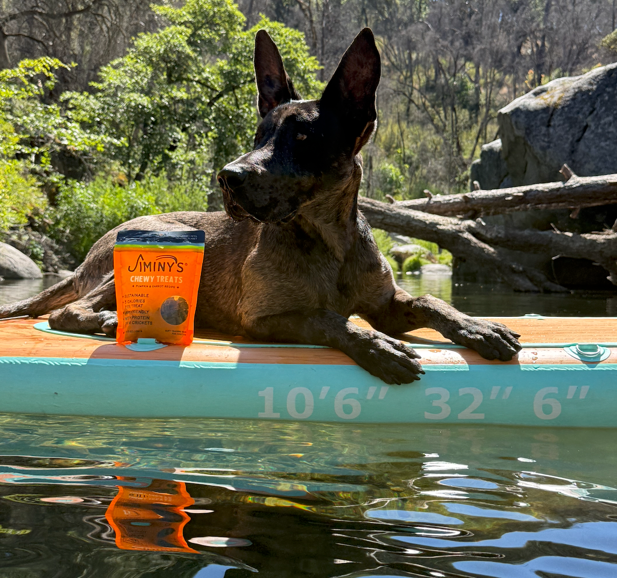 How to Keep Your Dog Cool in Summer: 10 Simple Tips for Hot Weather