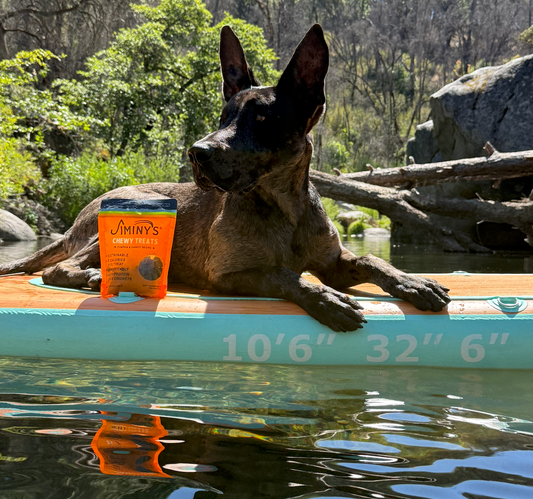 How to Keep Your Dog Cool in Summer: 10 Simple Tips for Hot Weather