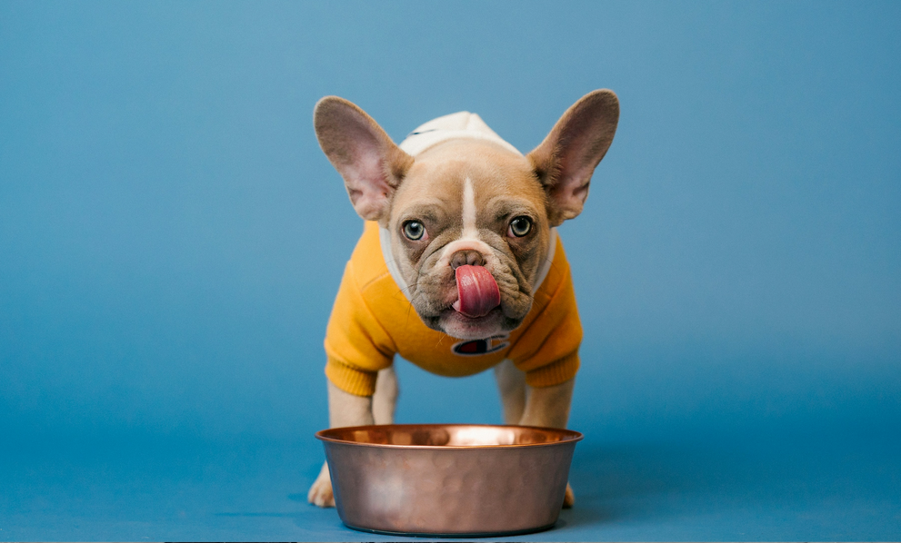 Is Fresh Dog Food Better Than Kibble? What Pet Parents Should Know