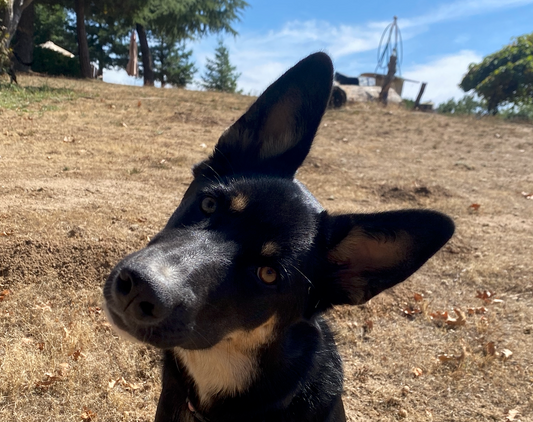 Why Do Dogs Tilt Their Heads? The Science Behind One of Dogs' Most Adorable Behaviors