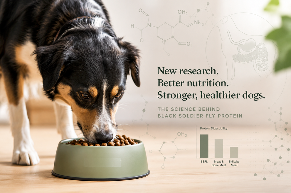 New peer-reviewed study finds black soldier fly protein outperforms traditional dog food ingredients