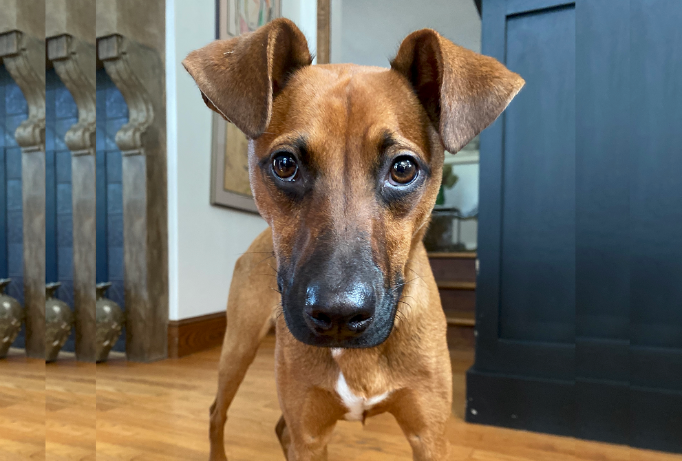 IMPROVE YOUR DOG'S SKIN & COAT BY CHANGING THEIR DIET
