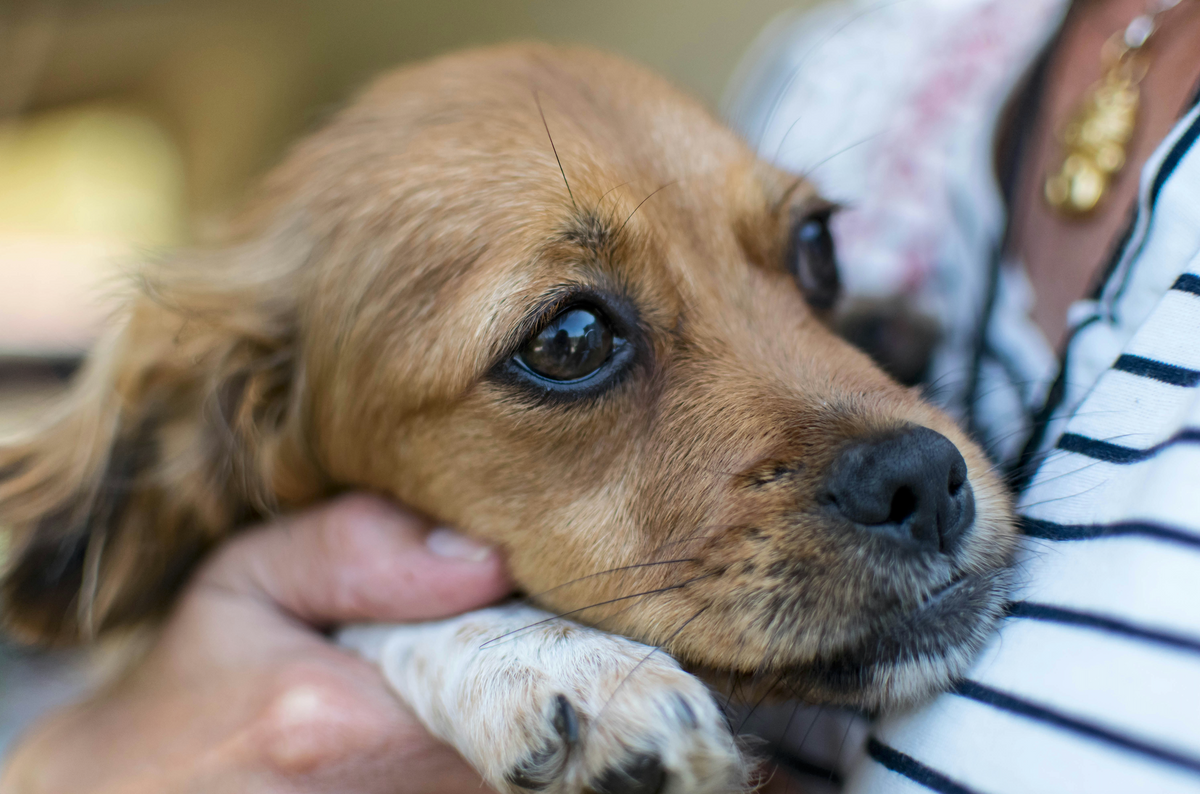 Why Does My Dog Have Diarrhea but Act Fine? Causes & What to Do