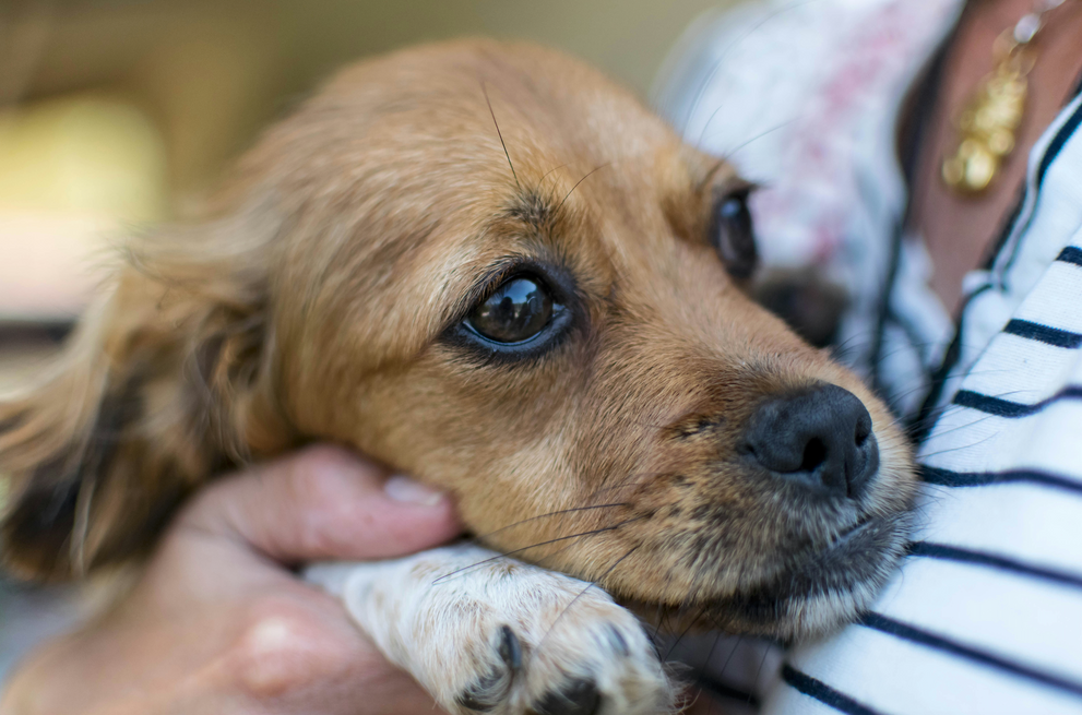 Why Does My Dog Have Diarrhea but Act Fine? Causes & What to Do