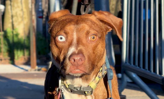 Dog Food for Itchy Skin and Digestive Issues
