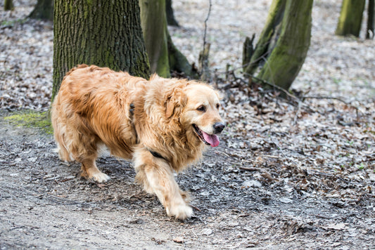 Your Guide on What to Expect with an Aging Dog