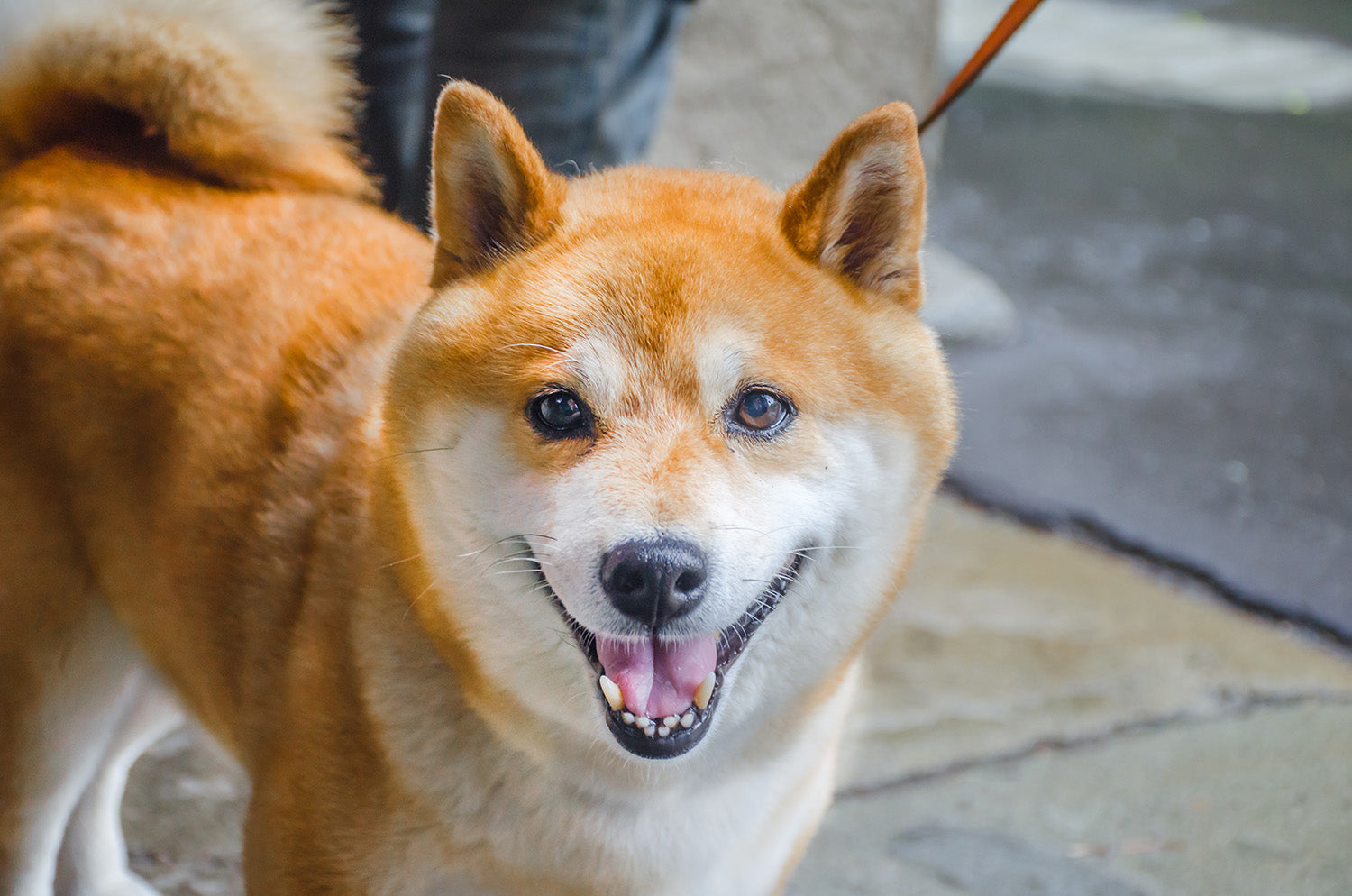 Shiba Inu Allergy Guide