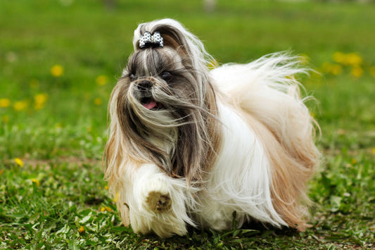 Shih Tzu Allergies: Symptoms and Remedies