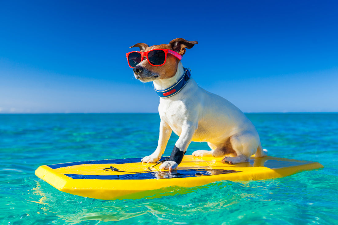 Dog with sunglasses surfing in the summer