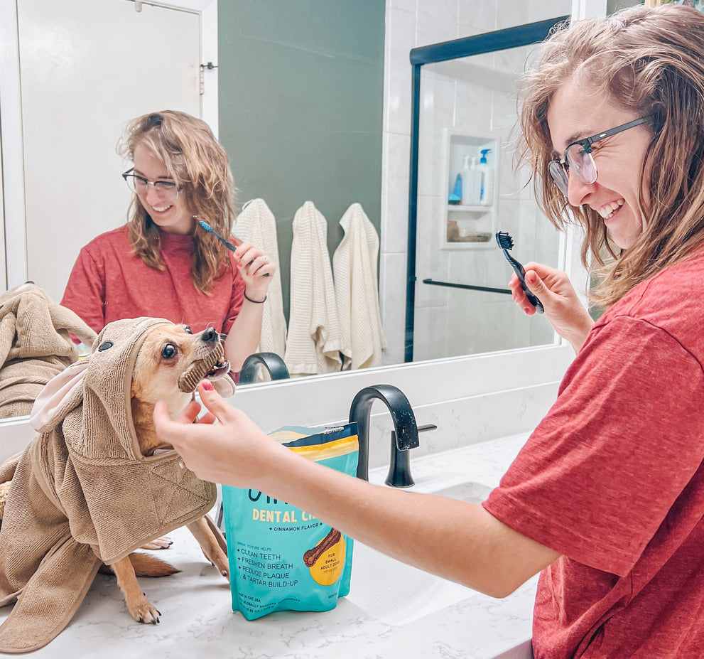 The Best Dental Chews For Your Dog