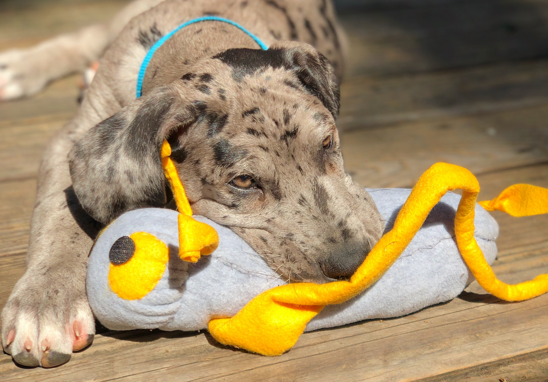 What to Do If Your Dog Keeps Eating Stuffed Toys and Socks