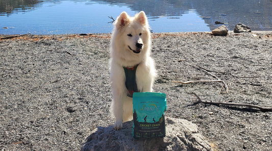 Loki’s Story - Solving GI Problems with Jiminy’s Insect Protein Dog Food