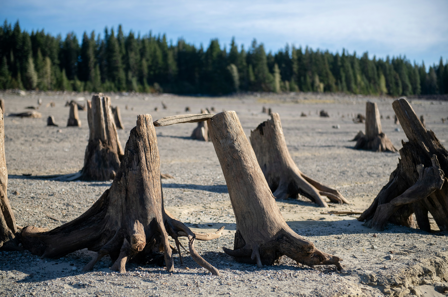 Unleashed Paradise: The Best Dog-Friendly Beaches on Washington's Coast