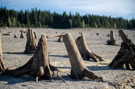 Unleashed Paradise: The Best Dog-Friendly Beaches on Washington's Coast