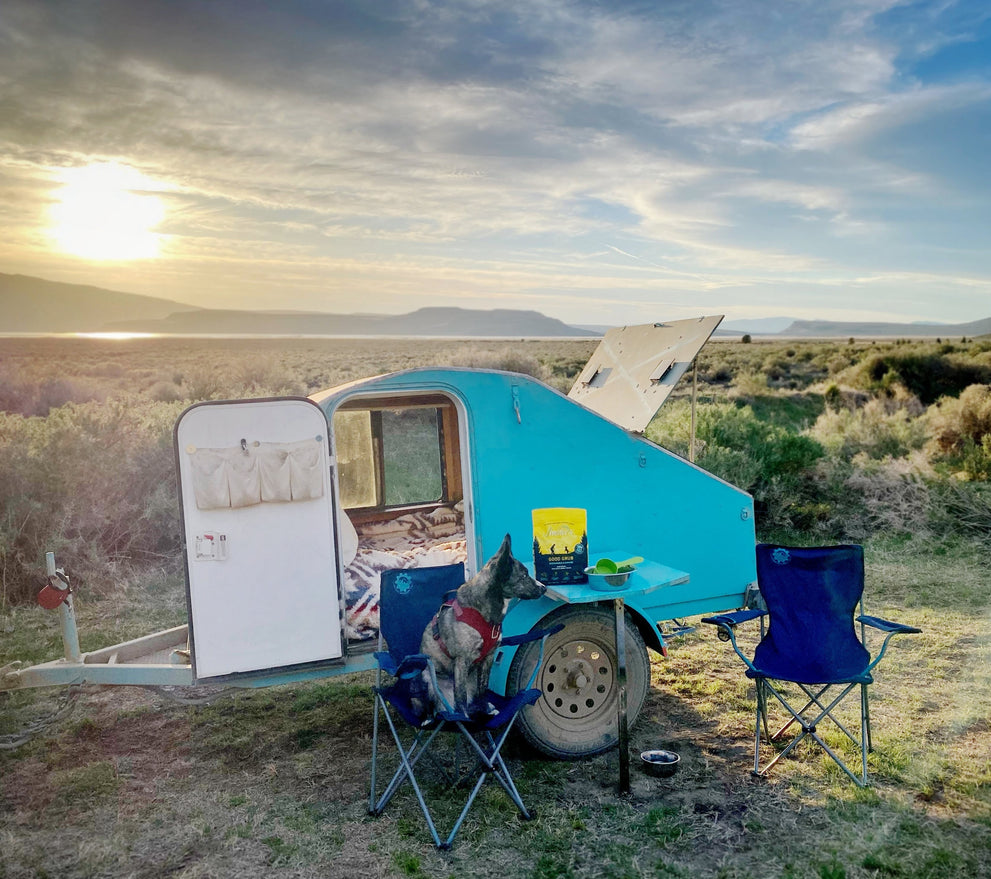 Must-Have Camping Gear for Dogs