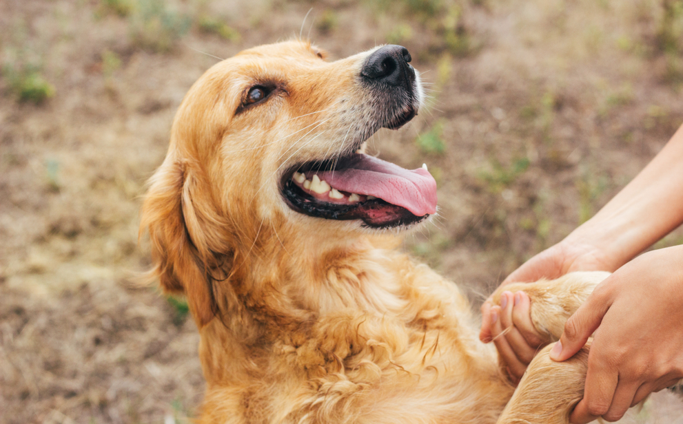 Golden Retriever and dog food for dogs with allergies
