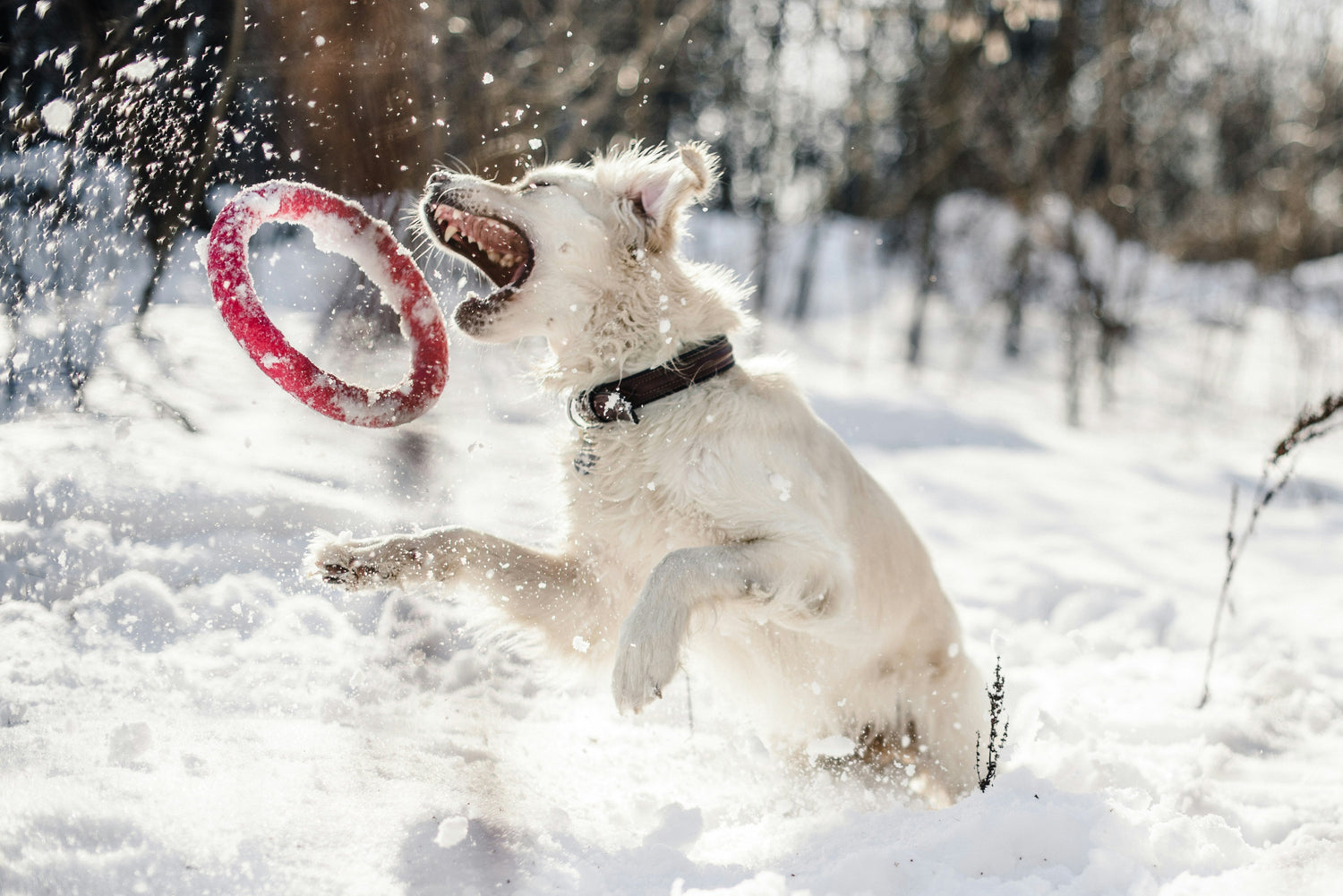 Tips for Surviving Winter With Your Dog