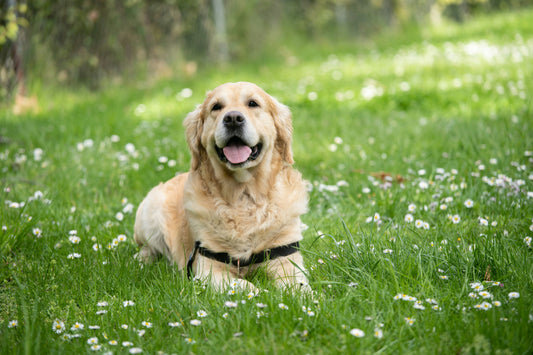Summer Dog Safety Guide: Northeast Region