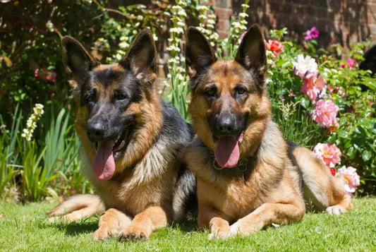 How To Help Your German Shepherd With Allergies