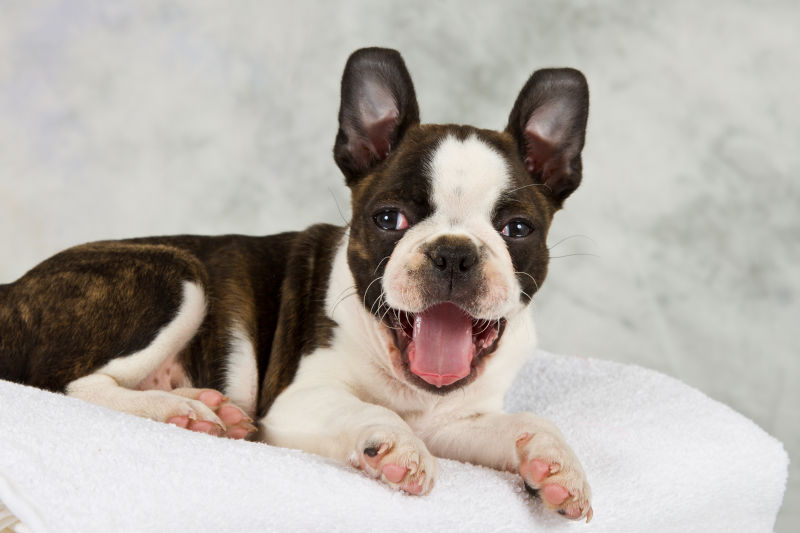 Helping Your Boston Terrier with Allergies