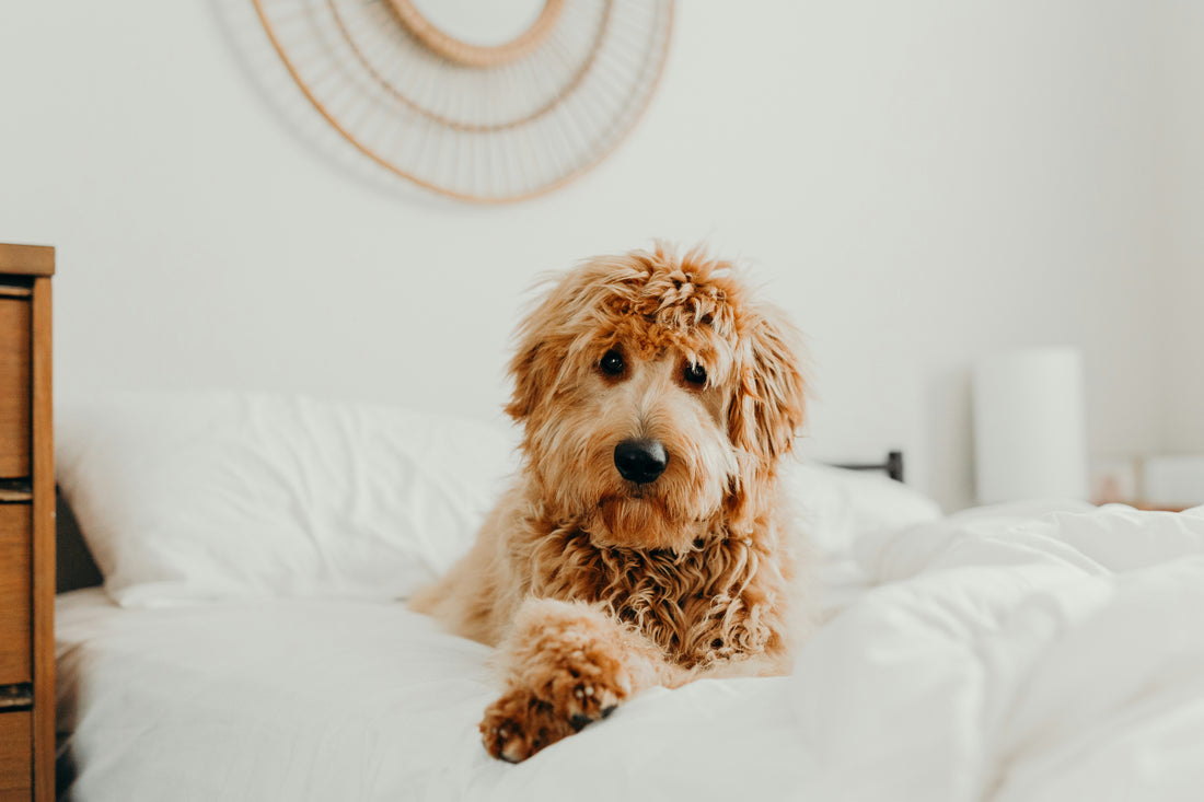 The Most Common Health Issues in Goldendoodles