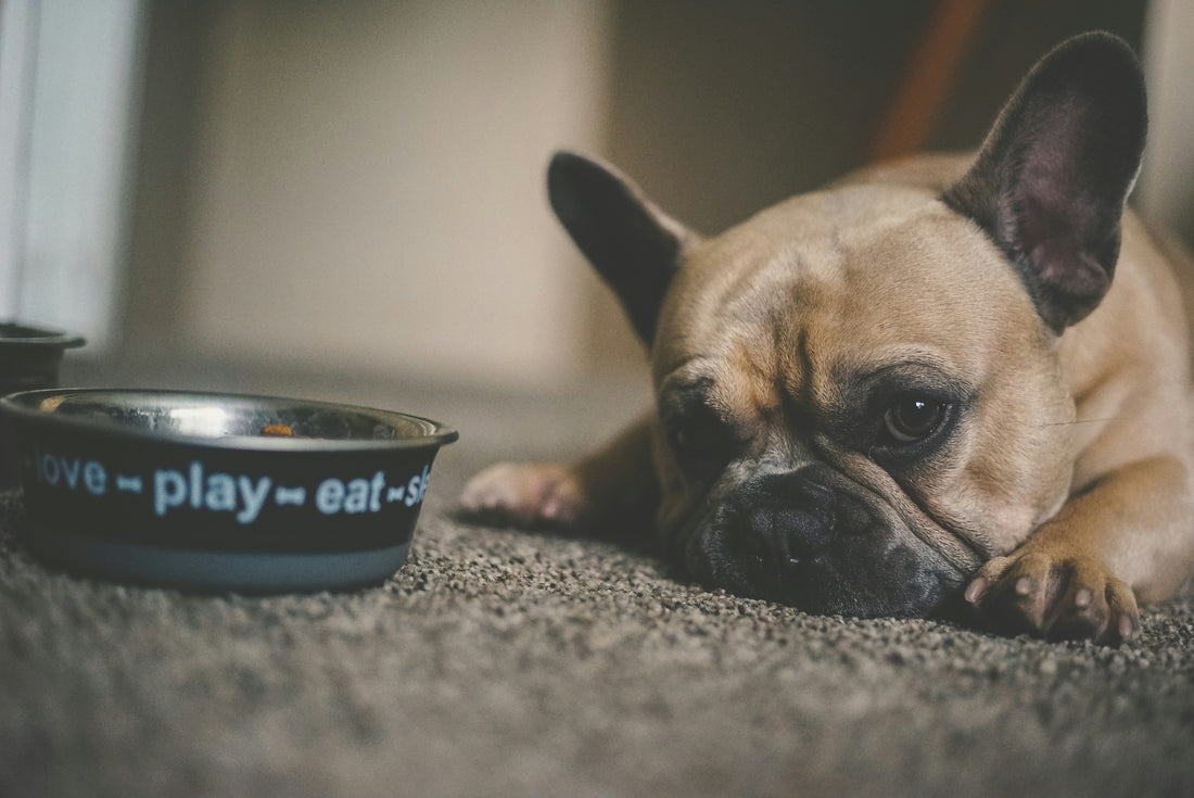 How Much Should I Feed My Dog? A Guide to Healthy Portions