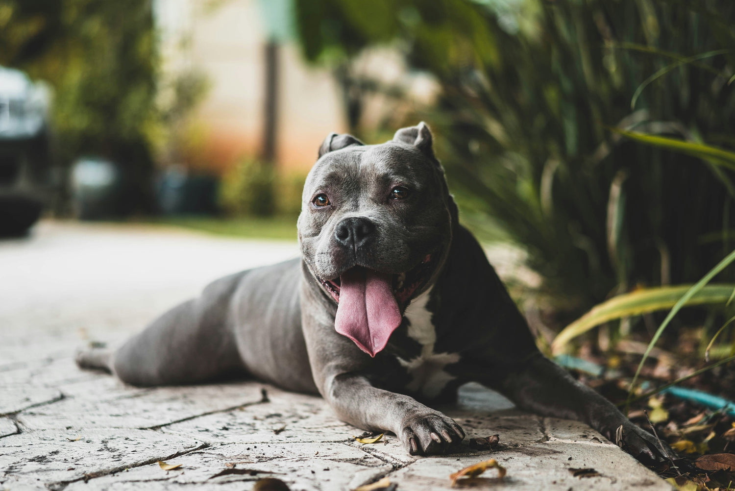 Pitbull Health Guide: Common GI Issues, Allergies, and Natural Solutions