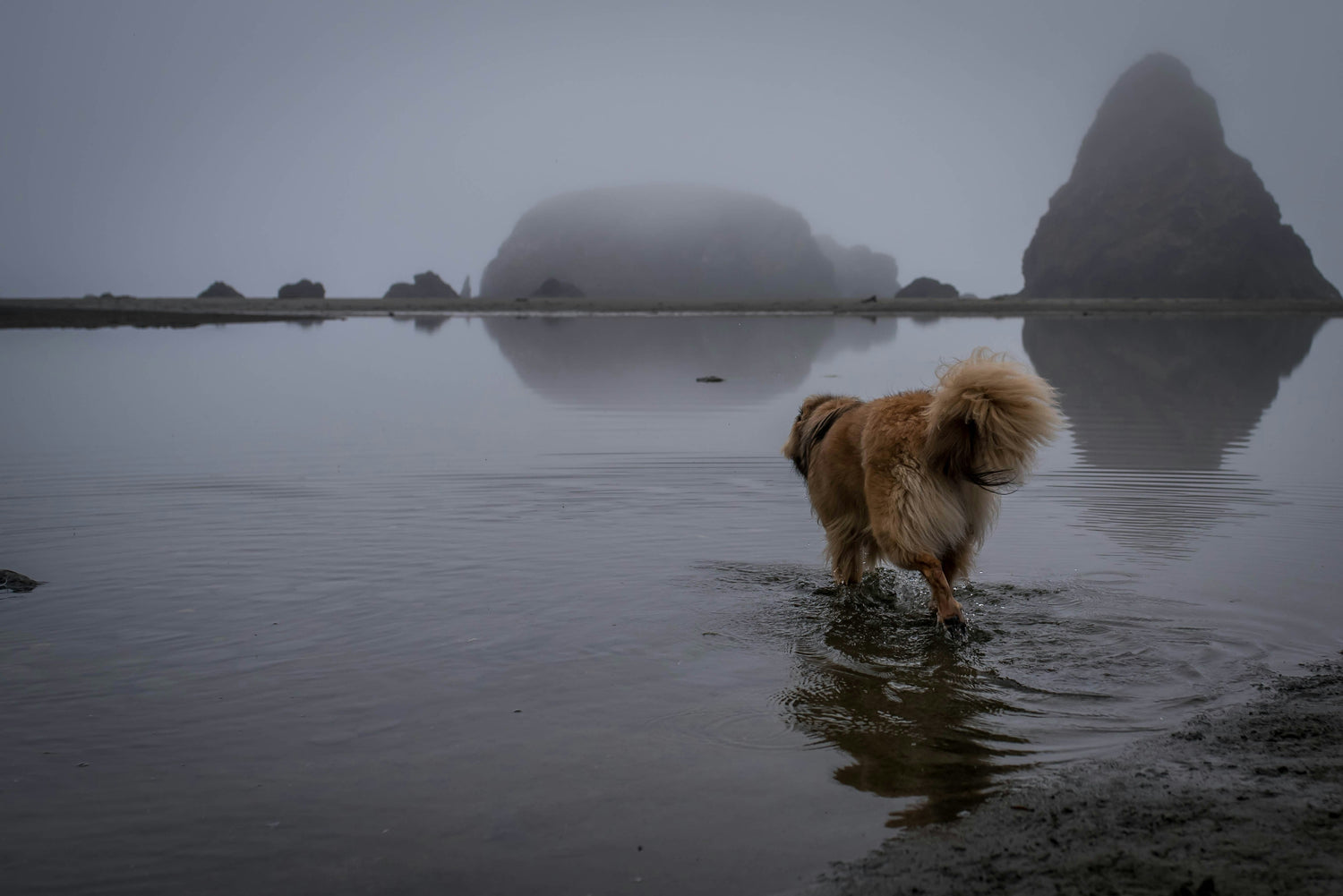 Oregon coast and a dog