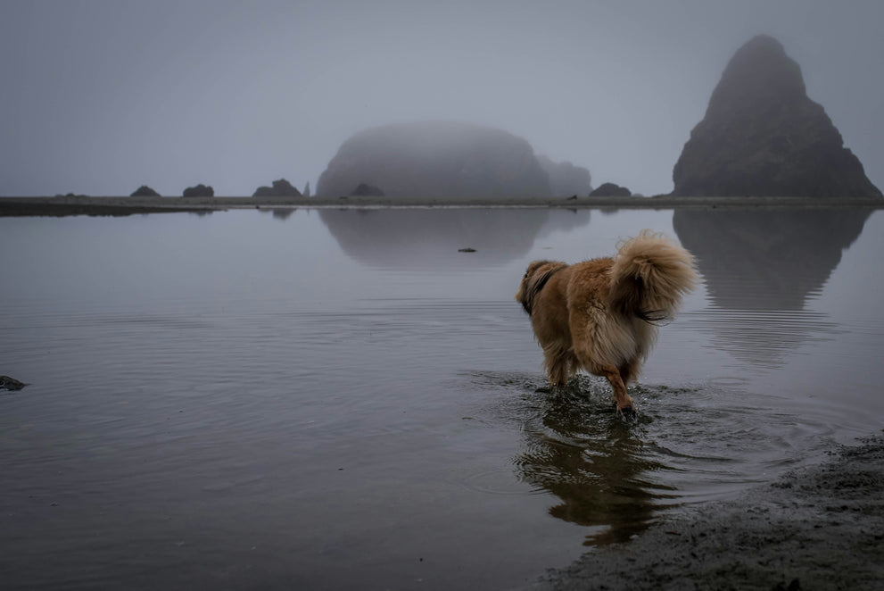 Oregon coast and a dog