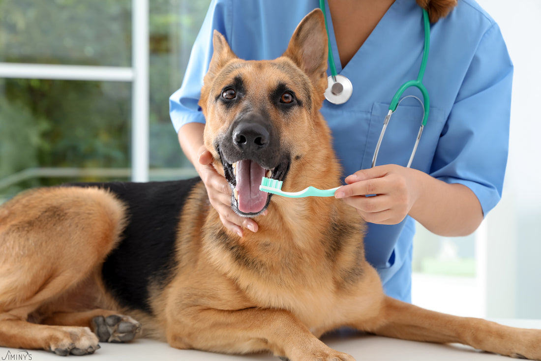 Top Tips for Healthy Teeth During Pet Dental Health Month