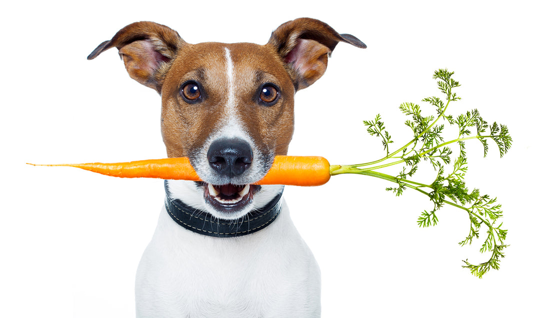 Your Guide on Dog Nutrition for Excellent Gut Health