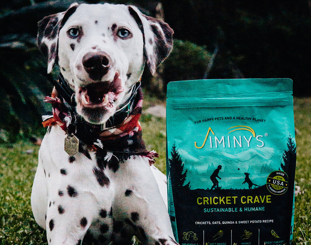 How Insect Protein Improves Sustainability