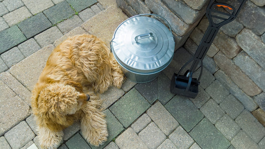 Pet Waste Removal Tools Eco-Friendly
