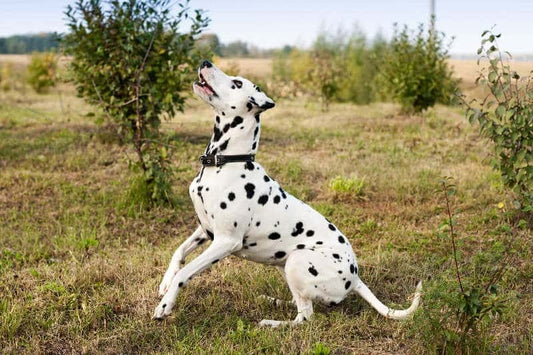 Can Dogs Eat Bugs?