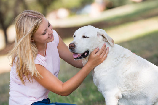 Guide to Arthritis in Dogs