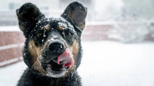 4 Winter Weather Safety Tips For Your Dog