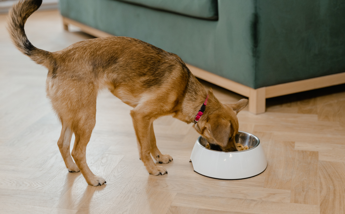 An elimination diet can help you know what type of food allergy your dog is suffering from.