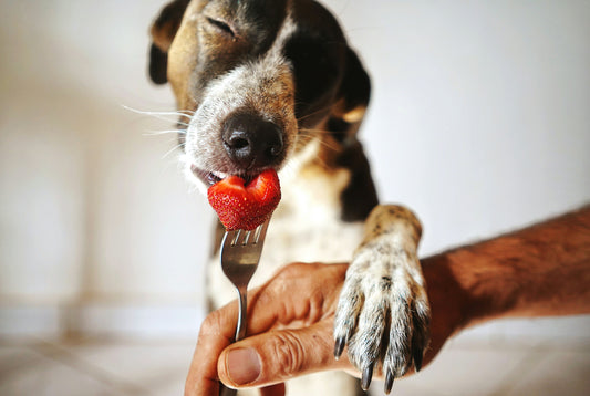 Food is Medicine for Dogs: How Nutrition Supports Lifelong Canine Health