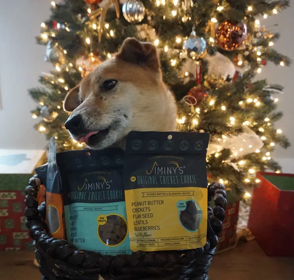 2022 Eco-Friendly Holiday Pet Gift Guide