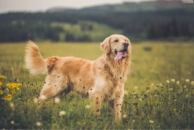 The Environmental Impact of Dogs