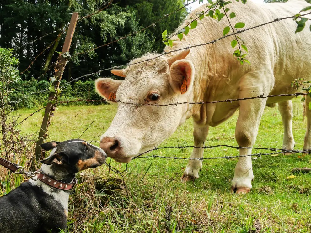 Our Pets and the Environment: A Guide To Sustainable Pet Ownership