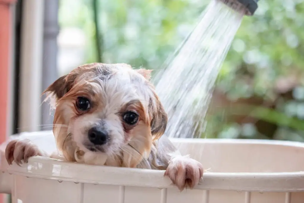 How To Wash A Dog With Allergies