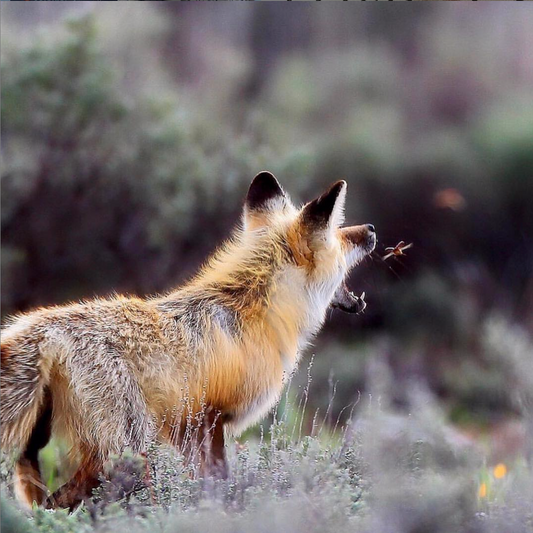 fox eating flying insect credit to @robbiengs