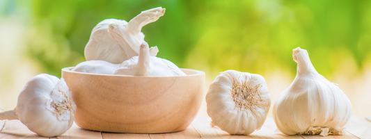 The Truth about Garlic for Dogs
