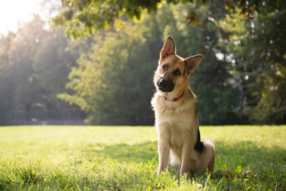 Ultimate Guide to German Shepherds: Is A German Shepherd Right for Me?